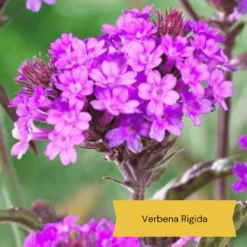 Top Tall Perennials | Plants For Height And Structure -Cheap Sprout Bower Store 10 1d634c01 3471 4932 823e f7753098c26b