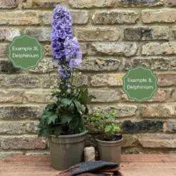 Delphinium 'Highlander Crystal Delight' 5 Delphinium 'Highlander Crystal Delight' -Cheap Sprout Bower Store 11 ff96fded 2387 4880 aa1f c63498a5480b