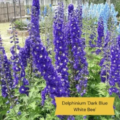 Top Tall Perennials | Plants For Height And Structure -Cheap Sprout Bower Store 1 1f2c63ee 664d 43ad b58a 412f92c2ecda