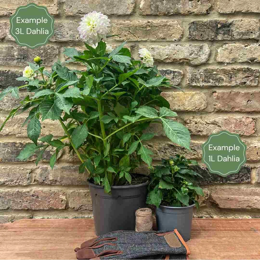 Dahlia 'Pacific View' 2 Dahlia 'Pacific View' - Image 2