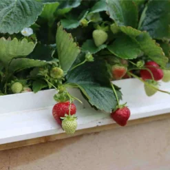 Cambridge Favourite Strawberry Plants -Cheap Sprout Bower Store 24