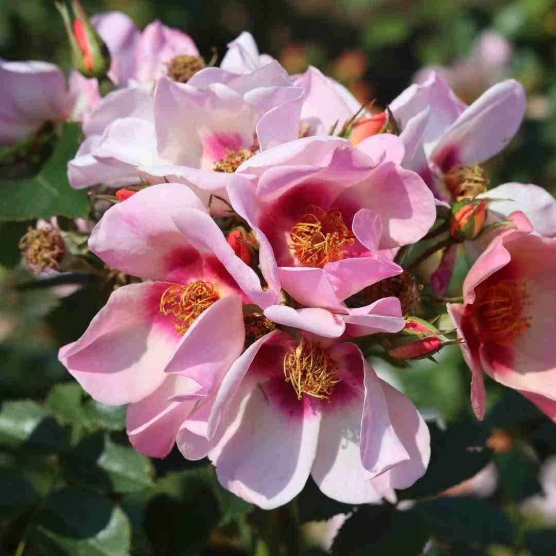 'For Your Eyes Only' Floribunda Rose 2 'For Your Eyes Only' Floribunda Rose - Image 2