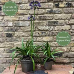 Agapanthus 'Ever Sapphire' -Cheap Sprout Bower Store 2 c0d671d3 ed4c 4668 9237 0681a248339a