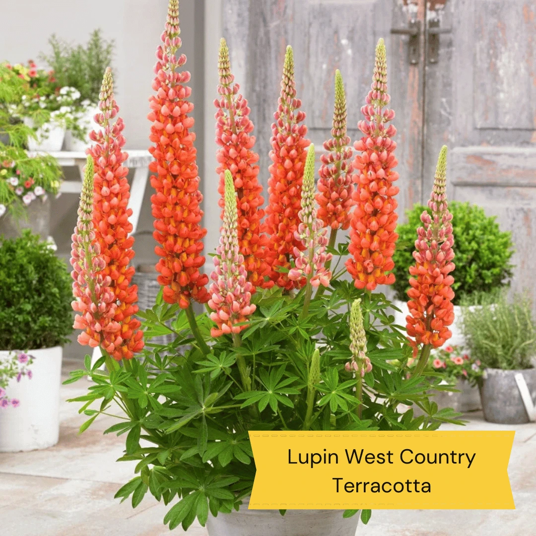 West Country Lupin Collection 3 West Country Lupin Collection - Image 3