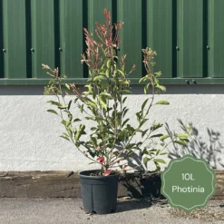 Photinia 'Red Robin' 14 Photinia 'Red Robin' -Cheap Sprout Bower Store 3 b7201c58 b4ae 4adc b36d 73d905e78876