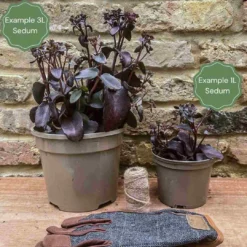 Sedum 'Rose Carpet' 5 Sedum 'Rose Carpet' -Cheap Sprout Bower Store 3 c3848293 f801 45a4 83a7 a7886cad3559