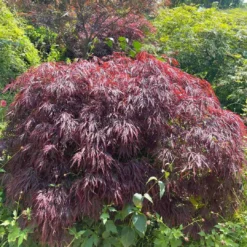 Red Weeping Japanese Maple Tree | Acer Palmatum 'Garnet' 5 Red Weeping Japanese Maple Tree | Acer Palmatum 'Garnet' -Cheap Sprout Bower Store 40