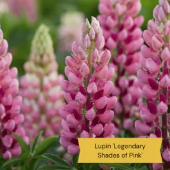 Top Tall Perennials | Plants For Height And Structure -Cheap Sprout Bower Store 4 ce6d9434 cc3c 4557 b729 602a123e514f