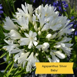 Top Tall Perennials | Plants For Height And Structure -Cheap Sprout Bower Store 5 485e8806 0f1c 43a6 ba75 0fe8eeab04b9