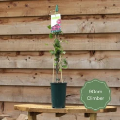 'Rosa Banksiae 'Lutea' | Rambling Rose 8 'Rosa Banksiae 'Lutea' | Rambling Rose -Cheap Sprout Bower Store 90cm Climber ac979e6e 68a0 474c b646 c7bd8b2b75af