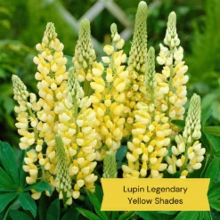 Top Tall Perennials | Plants For Height And Structure -Cheap Sprout Bower Store 9 27d1ab8e d7f5 47e6 964e 1b936bd94d27