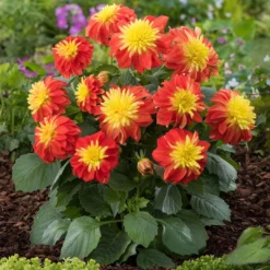 12 Annuals For Pots | The Waterloo Sunset Collection | Petunia, Dahlia & Begonia -Cheap Sprout Bower Store AB0024 1 1ce64d65 47d7 4560 9627 39a044dee6f1