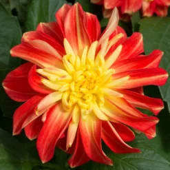 12 Annuals For Pots | The Waterloo Sunset Collection | Petunia, Dahlia & Begonia -Cheap Sprout Bower Store AB0024 2 a8038d7c d177 4938 afd5 9349fecdd701