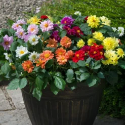 40 Mixed Dahlia 'Figaro' Plug Plants