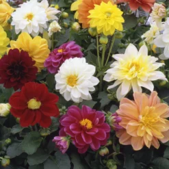 40 Mixed Dahlia 'Figaro' Plug Plants -Cheap Sprout Bower Store AB0101 3 scaled