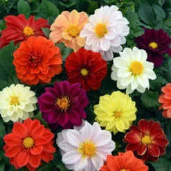 40 Mixed Dahlia 'Figaro' Plug Plants -Cheap Sprout Bower Store AB0101 4