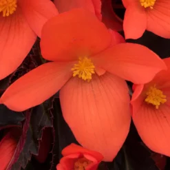 12 Annuals For Pots | The Waterloo Sunset Collection | Petunia, Dahlia & Begonia -Cheap Sprout Bower Store AB0109 6 81c7ee0f 866b 4002 a2a7 e017471f5e7f