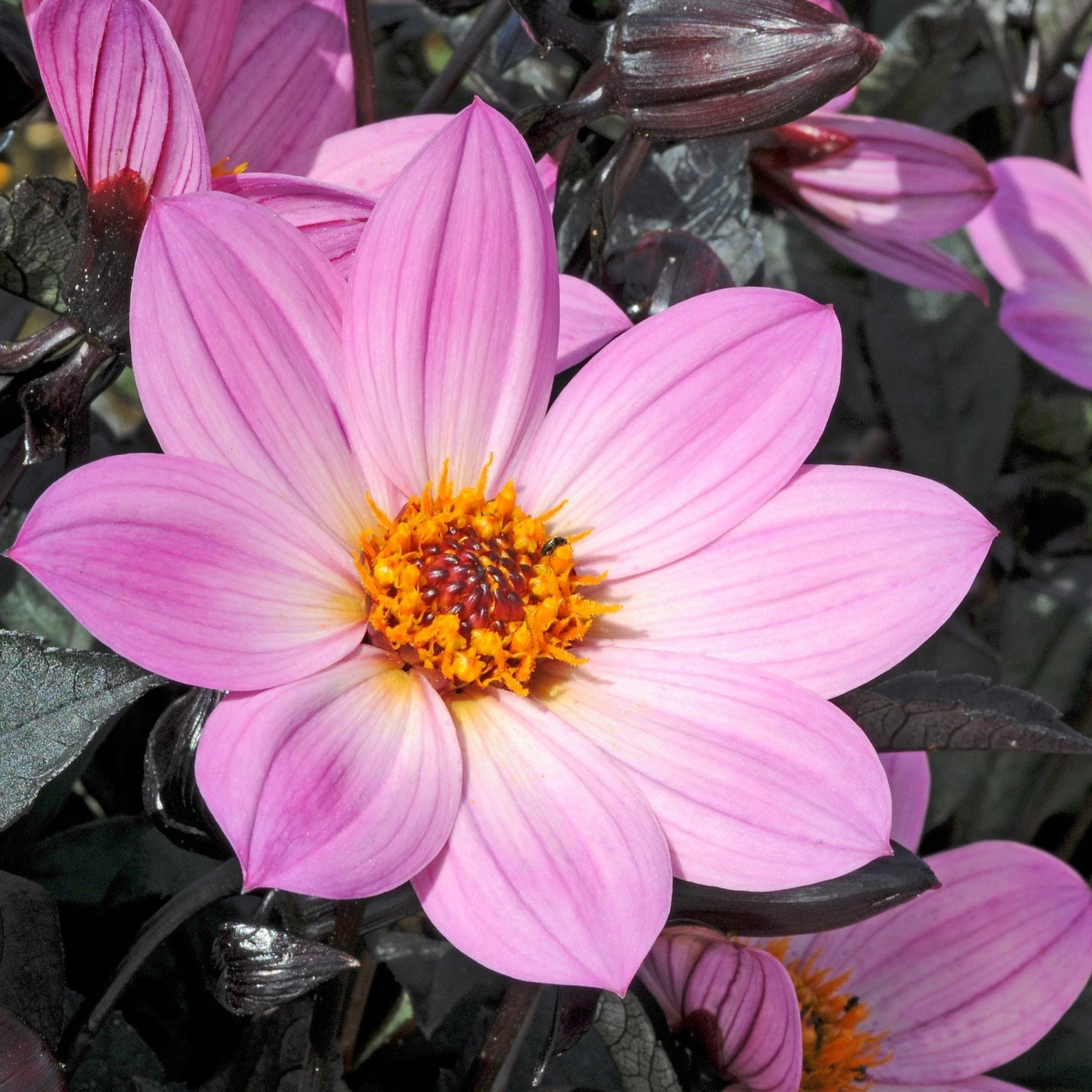 Dahlia 'Happy Days Pink' Jumbo Plug Plants 2 Dahlia 'Happy Days Pink' Jumbo Plug Plants - Image 2