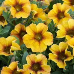 12 Annuals For Pots | The Waterloo Sunset Collection | Petunia, Dahlia & Begonia -Cheap Sprout Bower Store AB0135 5 d4a221e9 6679 4af5 bd27 c420f200752b