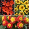 12 Annuals For Pots | The Waterloo Sunset Collection | Petunia, Dahlia & Begonia