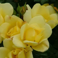 'Apple Jack' Floribunda Rose