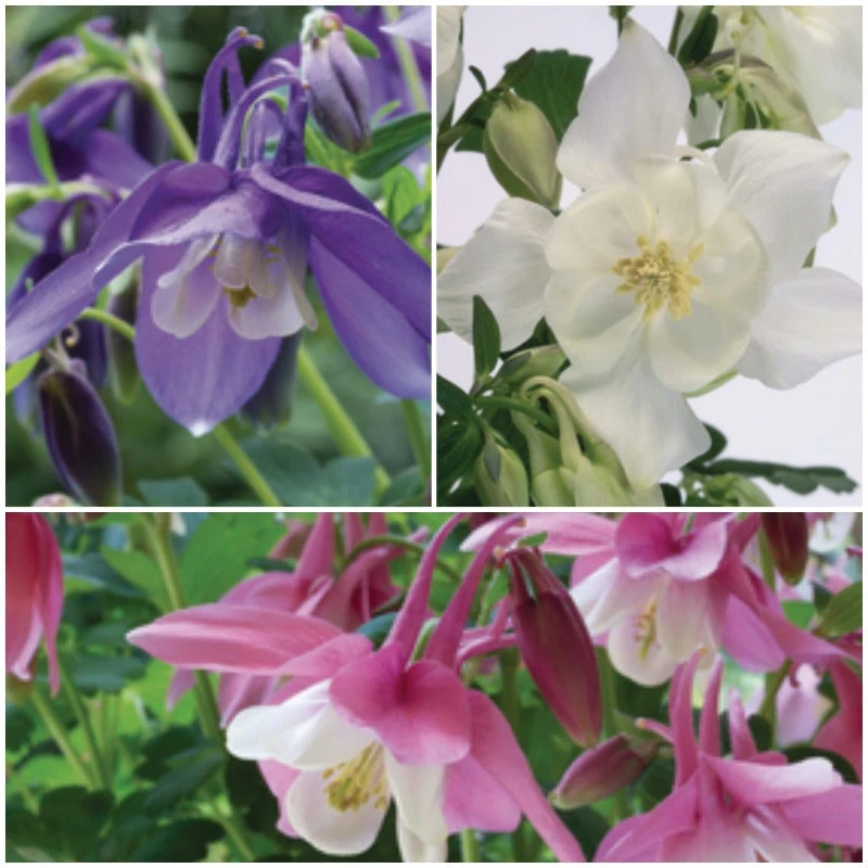 Aquilegia Spring Magic Collection 1 Aquilegia Spring Magic Collection