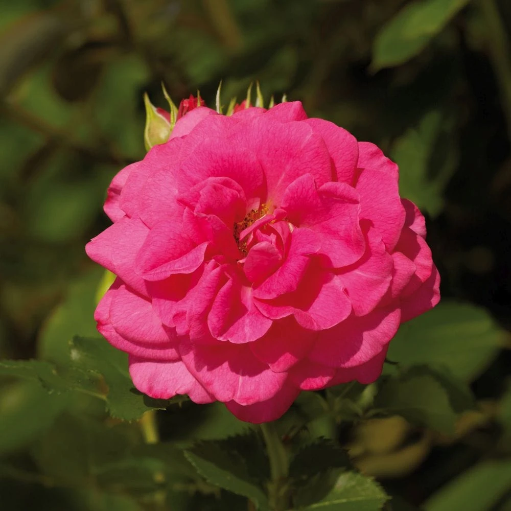 'Palace Truly Loved' Floribunda Rose 1 'Palace Truly Loved' Floribunda Rose