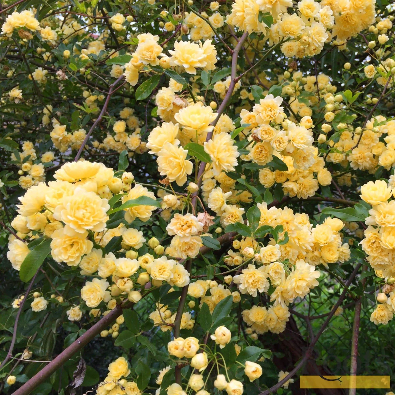 'Rosa Banksiae 'Lutea' | Rambling Rose 2 'Rosa Banksiae 'Lutea' | Rambling Rose - Image 2