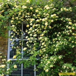 'Rosa Banksiae 'Lutea' | Rambling Rose 9 'Rosa Banksiae 'Lutea' | Rambling Rose -Cheap Sprout Bower Store Bank 3