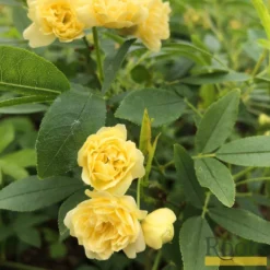 'Rosa Banksiae 'Lutea' | Rambling Rose 10 'Rosa Banksiae 'Lutea' | Rambling Rose -Cheap Sprout Bower Store Bank 4