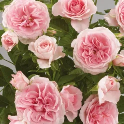 'Parade Cajsa' Patio Shrub Rose