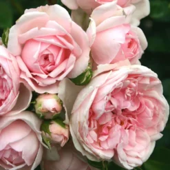 'Cinderella' Shrub Rose