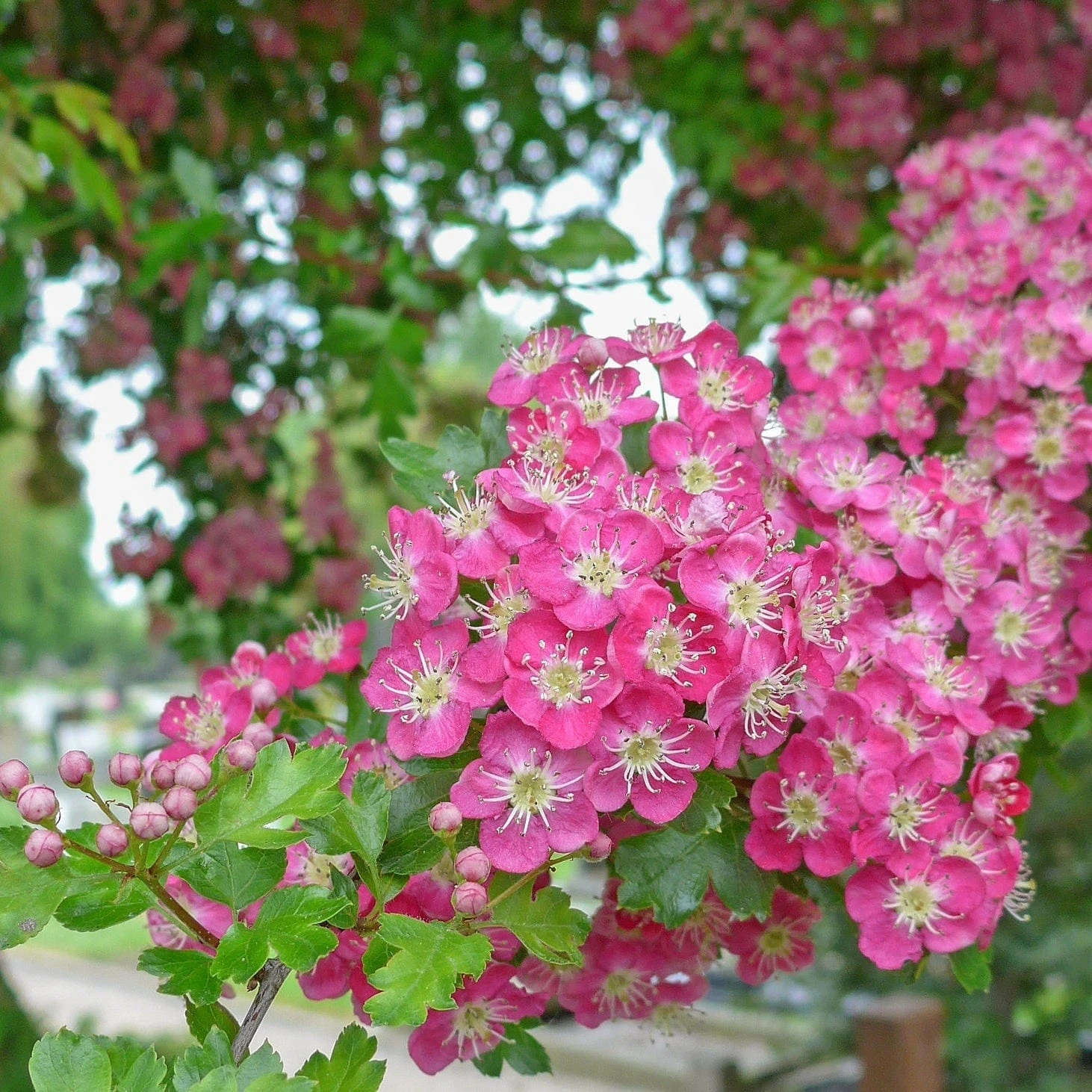 Crimson Cloud' Hawthorn Tree | Crataegus Laevigata 1 Crimson Cloud' Hawthorn Tree | Crataegus Laevigata