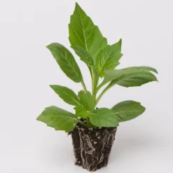 40 Mixed Dahlia 'Figaro' Plug Plants -Cheap Sprout Bower Store Dahlia example ad6740a0 60b6 4da9 a7ef 85b7a19f6557