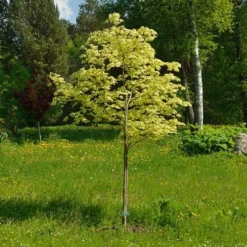 Variegated Norway Maple Tree | Acer Platanoides 'Drummondii' 6 Variegated Norway Maple Tree | Acer Platanoides 'Drummondii' -Cheap Sprout Bower Store Drummondii 1