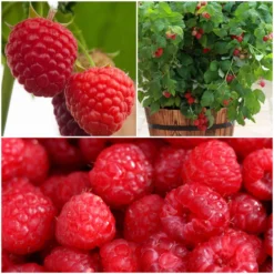 Cheap Sprout Bower Store 21 All Season Raspberry Plants Collection