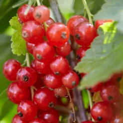 Rovada Redcurrant Bush 5 Rovada Redcurrant Bush -Cheap Sprout Bower Store FRU0025 2 fcf0b414 1360 4765 aad8 3823701dffd3