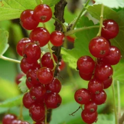 Rovada Redcurrant Bush