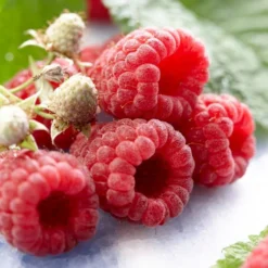 All Season Raspberry Plants Collection -Cheap Sprout Bower Store FRU0041 1 d548fa5a 11b5 4f0a b1d8 2dbe54a9fe51
