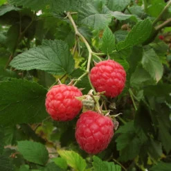 Autumn Bliss Raspberry Plants -Cheap Sprout Bower Store FRU0041 3
