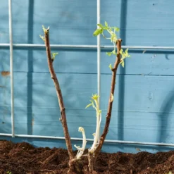 Autumn Bliss Raspberry Plants -Cheap Sprout Bower Store FRU0041 4