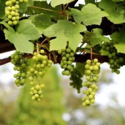 'Lakemont' Seedless Outdoor Grape Vine 5 'Lakemont' Seedless Outdoor Grape Vine -Cheap Sprout Bower Store FRU0069 2
