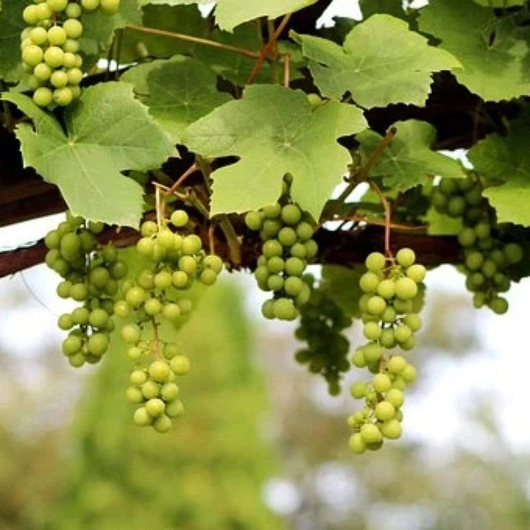 'Lakemont' Seedless Outdoor Grape Vine 3 'Lakemont' Seedless Outdoor Grape Vine - Image 3