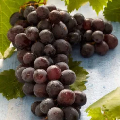 'Boskoop Glory' Seedless Outdoor Grape Vine 8 'Boskoop Glory' Seedless Outdoor Grape Vine -Cheap Sprout Bower Store FRU0071 2