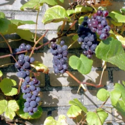 'Boskoop Glory' Seedless Outdoor Grape Vine 7 'Boskoop Glory' Seedless Outdoor Grape Vine -Cheap Sprout Bower Store FRU0071 3