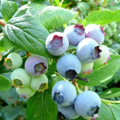 The 3 Best Fruits To Grow In Pots | Nectarine, Fig & Blueberry 10 The 3 Best Fruits To Grow In Pots | Nectarine, Fig & Blueberry -Cheap Sprout Bower Store FRU0090 1 3bbd22a7 0a6d 4263 8b0c 966f5786baec
