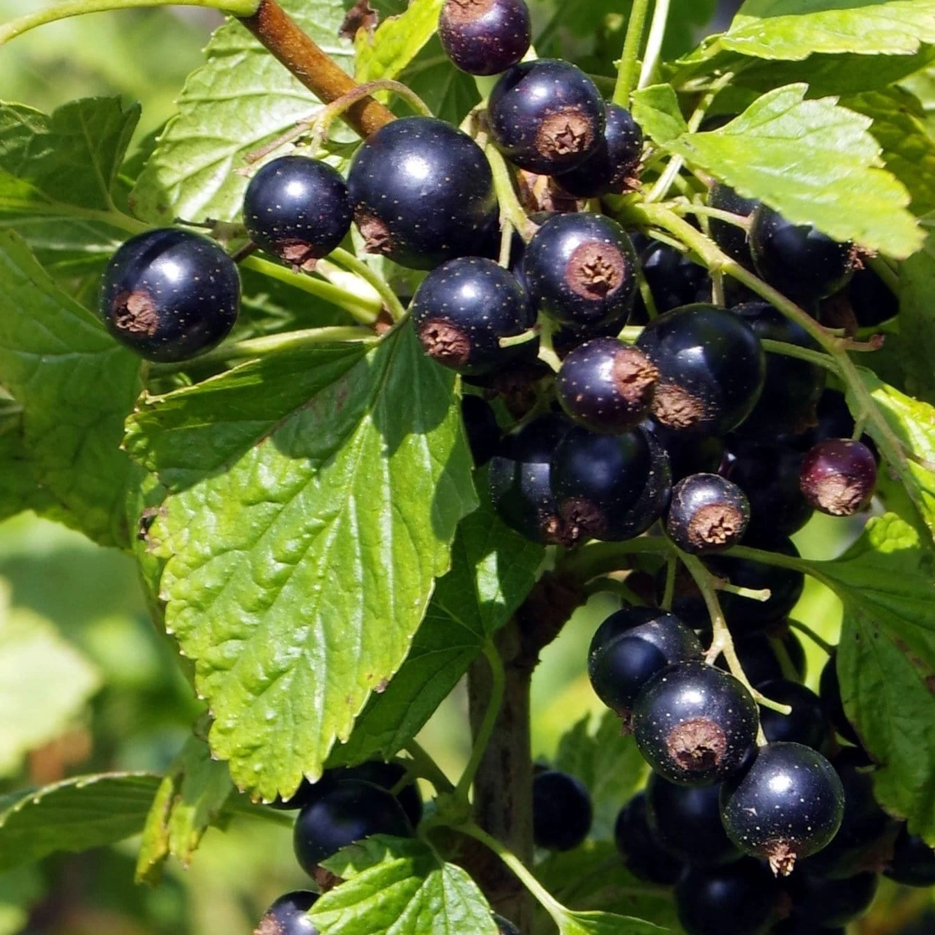 Ben Connan Blackcurrant Bush 1 Ben Connan Blackcurrant Bush