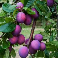 3 Super Easy To Grow Fruit Trees | Apple, Fig & Plum 13 3 Super Easy To Grow Fruit Trees | Apple, Fig & Plum -Cheap Sprout Bower Store FRU0106 6