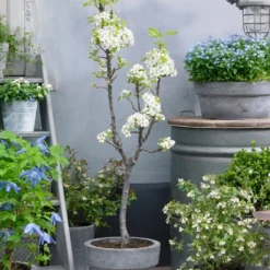 Doyenné Du Comice Pear Tree 9 Doyenné Du Comice Pear Tree -Cheap Sprout Bower Store FRU0124 4