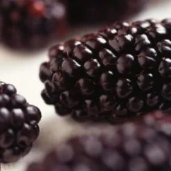 Repsime Mulberry Tree 10 Repsime Mulberry Tree -Cheap Sprout Bower Store FRU0143 2